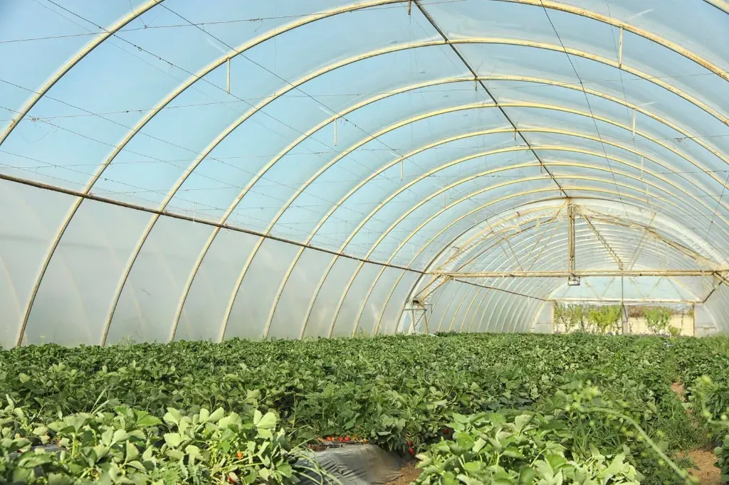 Jak zrobić tunel w ogrodzie