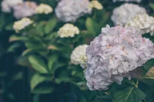 hortensja, krzew hortensji